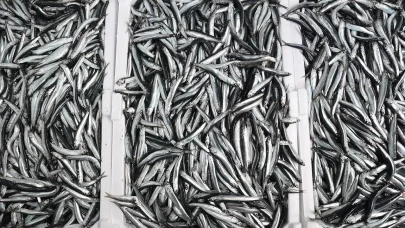 Hamside uygulanan kota verimi artırdı