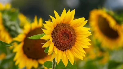 Maryland’de ayçiçeği tarlaları sarıya büründü