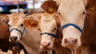 Bartın’da şap hastalığı alarmı: Hayvan pazarı faaliyetleri durduruldu