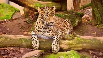 Rüyada Leopar Görmek Ne Anlama Geliyor?