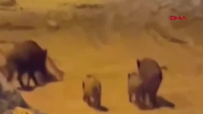 Bartın'da yaban domuzları sahile indi