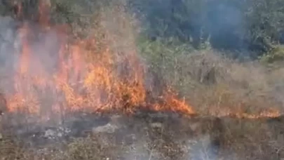 Bolu'da ağaçlık alanda yangın!