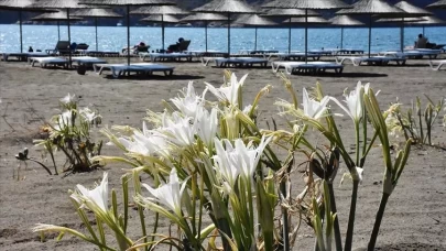 Kum zambaklarını koparmanın cezası dudak uçuklatıyor