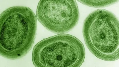 Okyanuslardaki sıcaklık artışı algleri tehdit ediyor