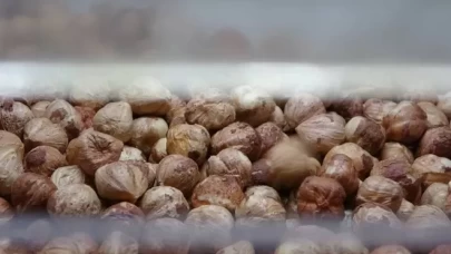 Karadeniz'de fındık hasadı tamamlandı!