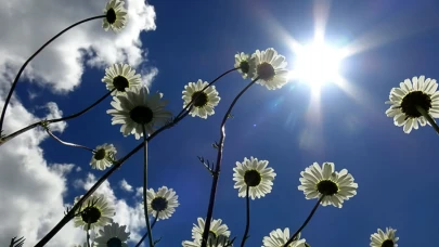 Papatya ile cildinizi yenileyin!
