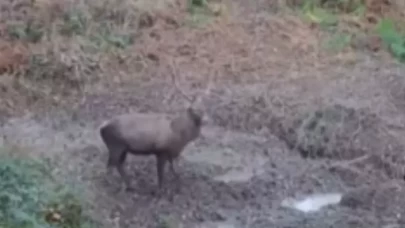 Kızıl geyikler fotokapana yansıdı