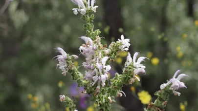 Kışı kolay geçirin! Boğaz sağlığından ruh haline kadar etkili