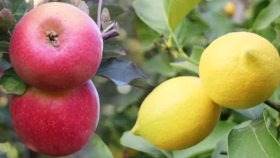 Elma ve limonun ihracı kayda bağlandı