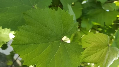 Kansızlıkla mücadelede doğal destek