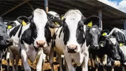 Hayvancılık ve bitkisel üretim desteklemelerinde artışa gidildi