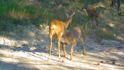 Safranbolu'da boz ayı ve karacalar fotokapana yansıdı