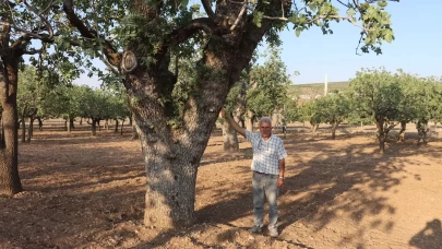 Kuraklığın vurduğu yüzlerce yıllık anıt fıstık ağaçları kuruma tehlikesi yaşıyor