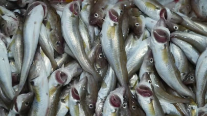 İlk gün hasadı balıkçıları kesmedi: Gözler hamside...