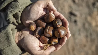 Doğanın gizli şifası meşe palamudu çayı tarifi