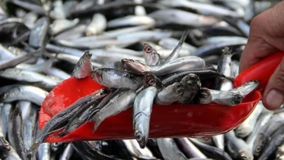 Sinop’ta hamsi bereketi: Tezgahlar doldu, fiyatlar yüz güldürdü