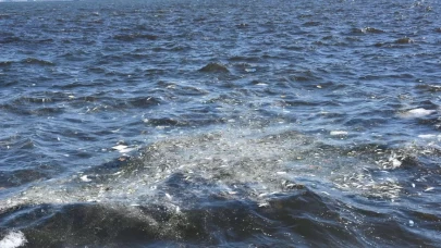 İzmir'de balık ölümleri yeniden başladı