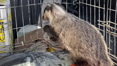Strese girip psikolojisi bozulan porsuk, tedavi edildi