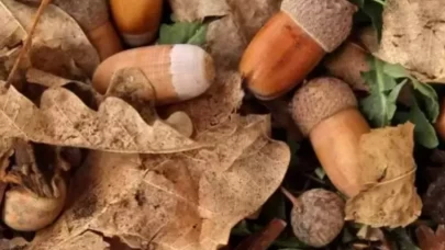 Meşe palamudu çayı içenler dikkat! Faydası kadar zararı da var