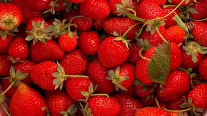 Niğde’de çilek hasadı bereketi