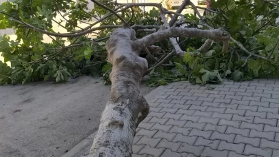 Adıyaman'da rüzgarın etkisiyle ağaç kökünden söküldü