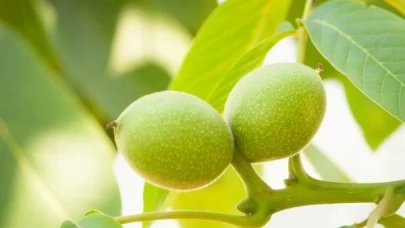 Ceviz yaprağı ile gençleşin! Doğal botoks etkisi yapıyor