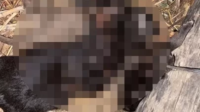 Üç yavru köpek boğulmuş halde bulundu