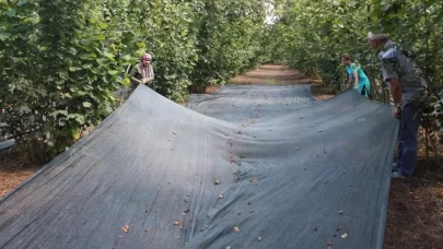 Fındık hasadında file ile yevmiye masrafı azaldı