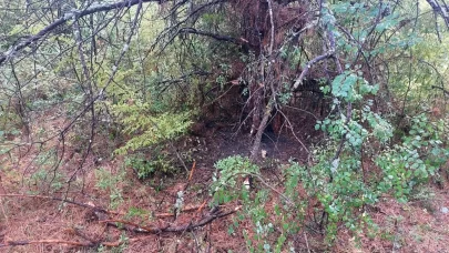 Bartın'da 1 saatte 4 ağaca yıldırım düştü