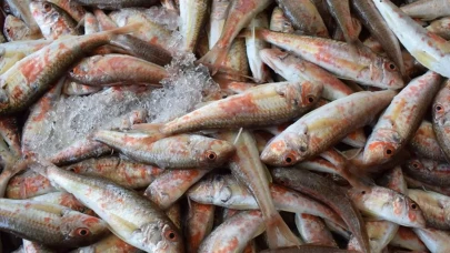 Rize’de balık bereketi: Tezgahlarda bolluk var