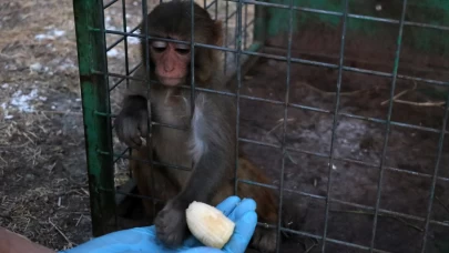 Hem kaçırdı hem tokat attı! Hatay'daki maymun koruma altına alındı