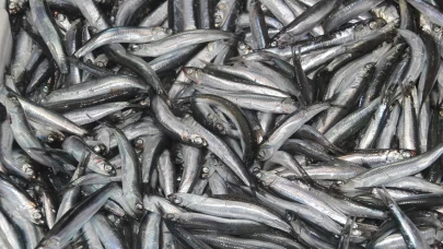 Tezgahların gözdesi 'hamsi'