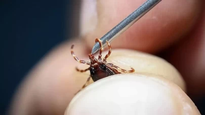 Kene ısırırsa ne yapılmalı? Kene ısırığından nasıl korunuruz?