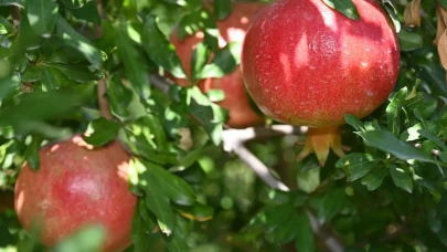 Denizli’de nar hasadı başladı