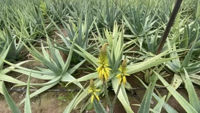 Yanık, yara ve tahrişlere doğal destek