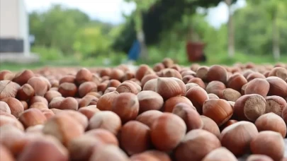 Türk fındığı 124 ülkede satış rekoru kırdı