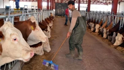 Hayvancılık destekleme miktarları artıyor