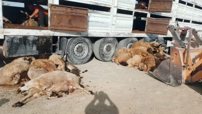 Konya'da tır devrildi: 147 küçükbaş hayvan telef oldu
