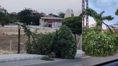 Kovancılarda ağaç dalları kırıldı