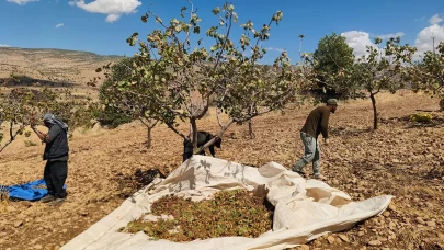 Siirt'te fıstık hasadında sona gelindi