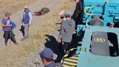 Kars'ta yük treni büyükbaş hayvan sürüsüne çarptı: 5 hayvan telef oldu