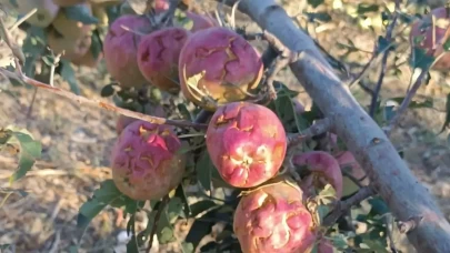 Isparta'da dolu yağışı üreticileri 100 milyon lira zarara uğrattı