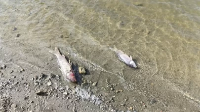 Bursa'daki Burcun Göleti'nde balık ölümleri