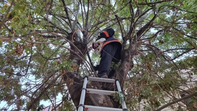 Çorum'da ağaçta mahsur kalan kedi kurtarıldı