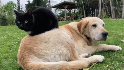 Düzce'den 800 tona yakın kedi köpek maması ihraç edildi