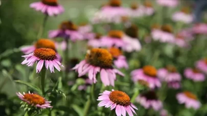 Tam bir bağışıklık destekçisi! Hastalıklara karşı direnci artırıyor