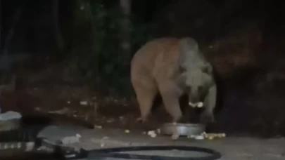 Bingöl’de şantiye alanına inen ayı karnını doyurdu... O anlar kamerada