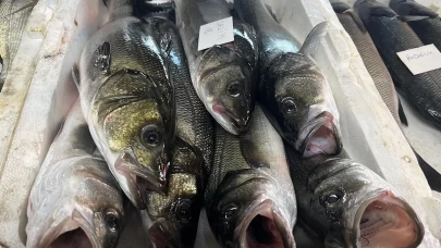 Gece avlanan balıklar, sabah mezatta alıcıyla buluşuyor