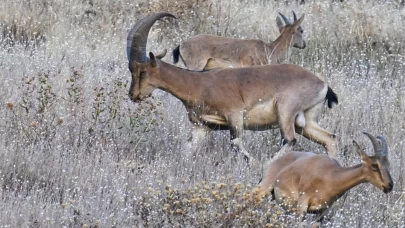 Hakkari’de şaşırtan görüntü: Kentin girişinde sürüler halinde dağ keçileri!