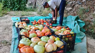 Yarım yüzyıllık ata tohumu domatesler köyleri şaşkına çevirdi